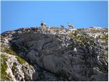 Planina Blato - Vrh Hribaric